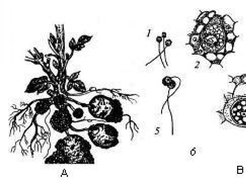 편모형 조류(Flagellate algae) 하급 식물 또는 조류