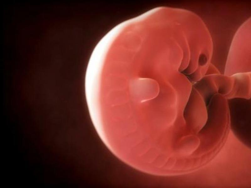 Glavne faze embrionalnog razvoja Faktori koji utiču na embrionalni razvoj